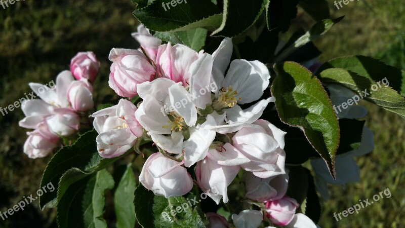 Apple Apple Flowers Bough Our May