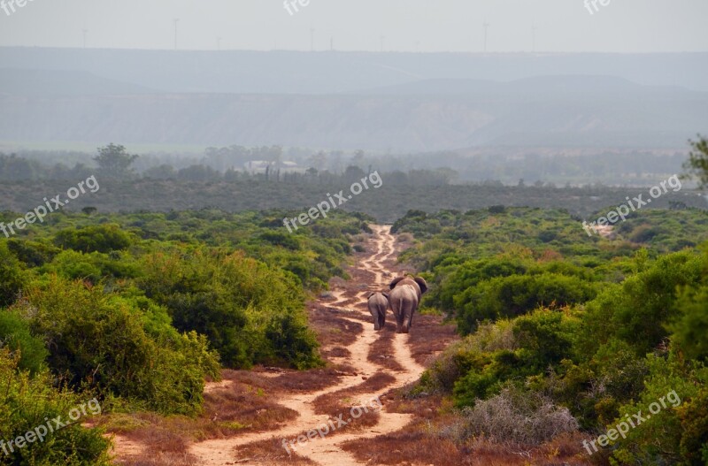 Africa Safari Elephant African Bush Elephant Elephant Family