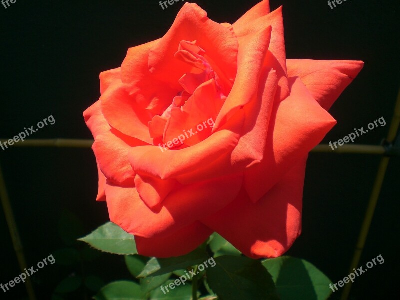 Rose Red Shining Nature Fragrance