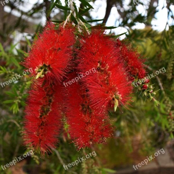 Banksia Australian Native Flower Plant