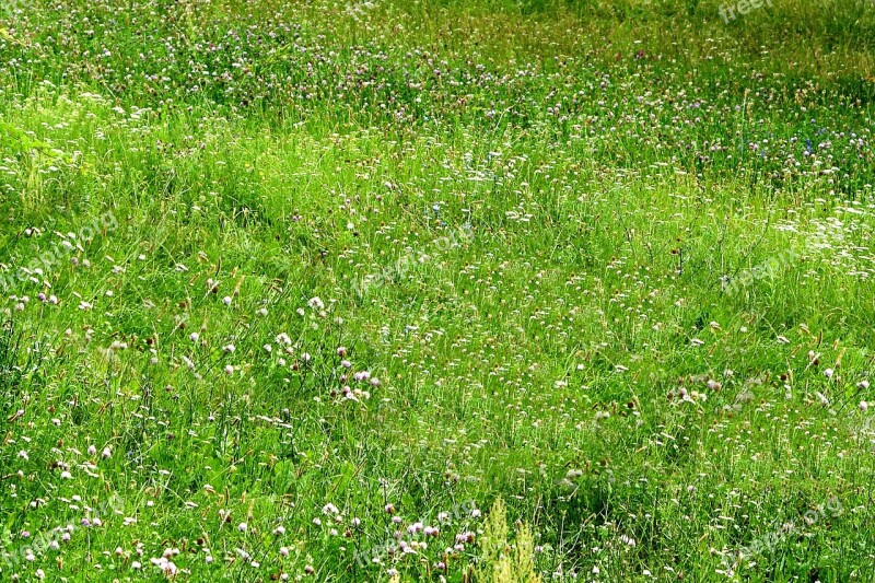 Grass Green Nature Plant Meadow