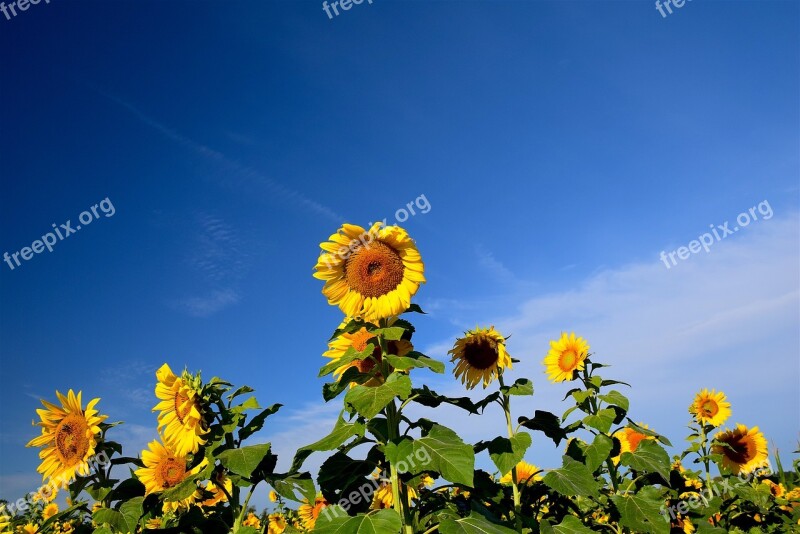 Sunflower Field Sky Rural Nature