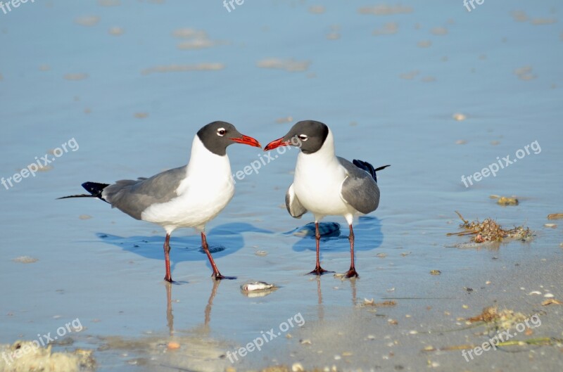 Birds Seagull Sea Nature Animal