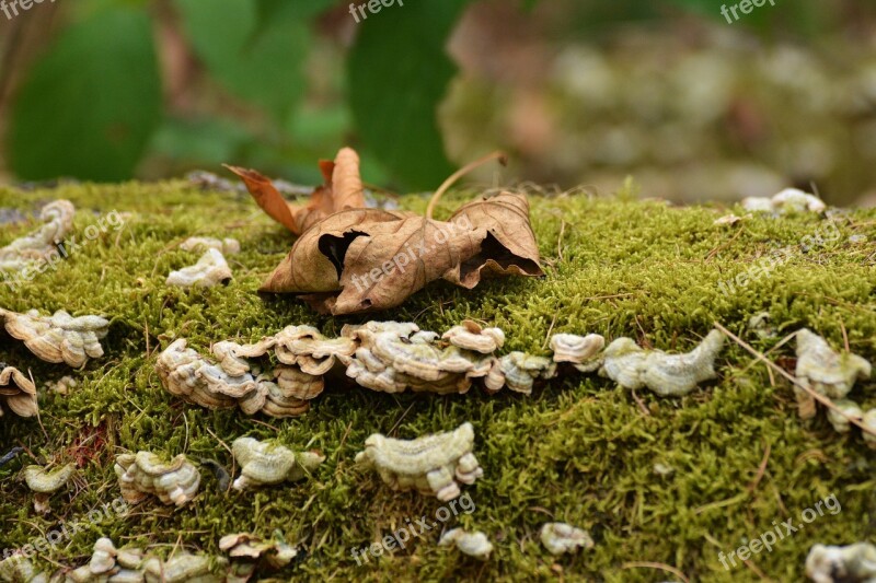 Autumn Leaf Autumn Tree Fungi Mushrooms Autumn Forest