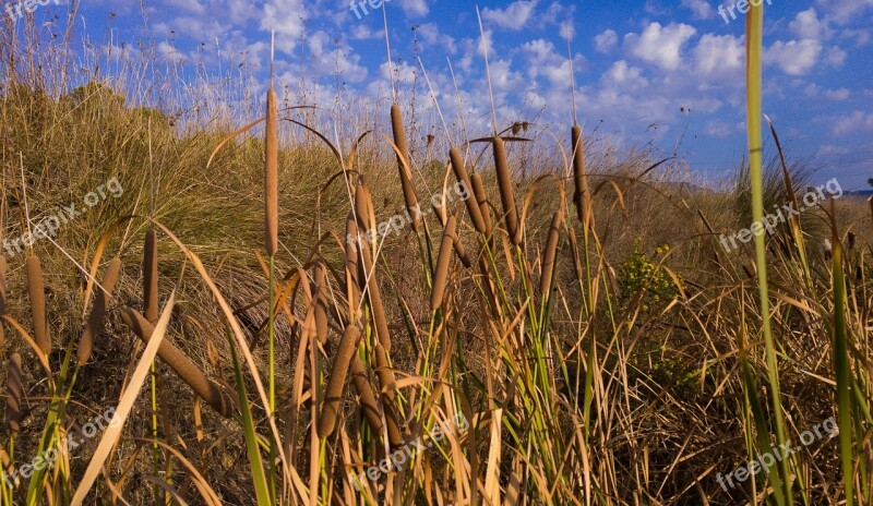 Reeds Cigar Water Plants Free Photos