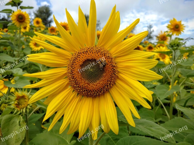 Sunflower Nature Bee Summer Yellow