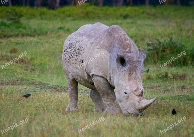 Rhino Africa Safari Big Game Pachyderm