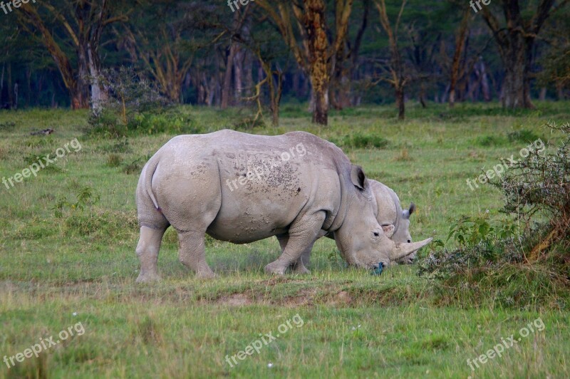 Rhino Africa Safari Big Game Rhinoceros