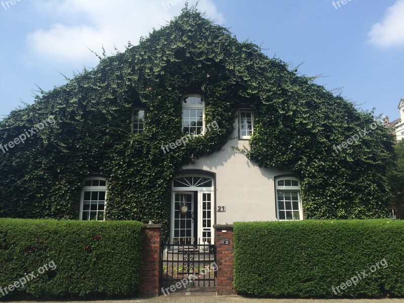 House Plants Hedge Home Garden