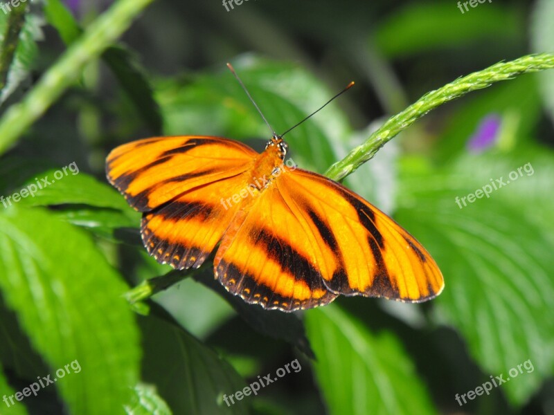 Butterfly Leaf Outdoor Nature Leaves