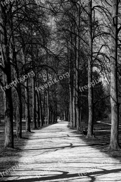 Sidewalk Sw Picture Away Trees Nature