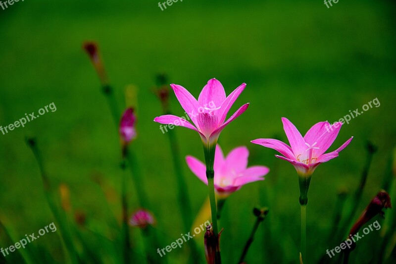 Flowers The Pink Flowers Nature Chrysanthemum Flower Colorful