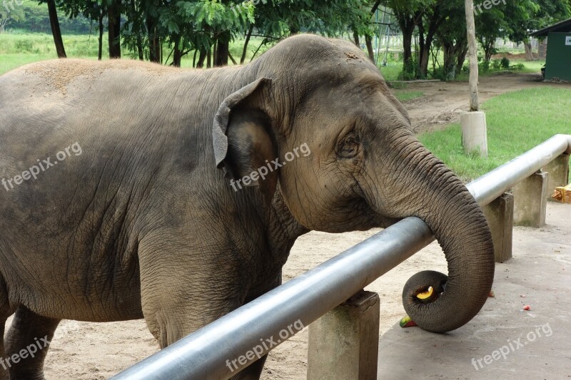 Elephant Thailand Elephant Nature Park Free Photos