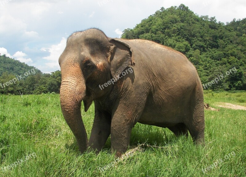 Elephant Thailand Elephant Nature Park Free Photos