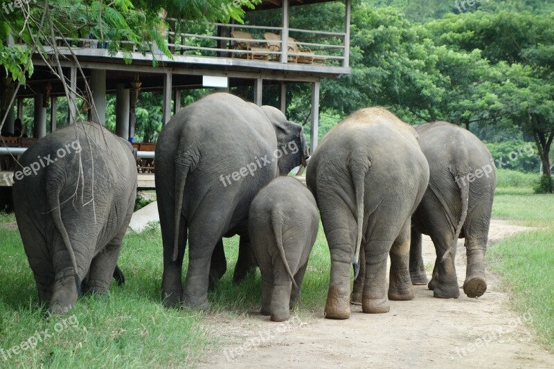 Elephant Thailand Elephant Nature Park Free Photos