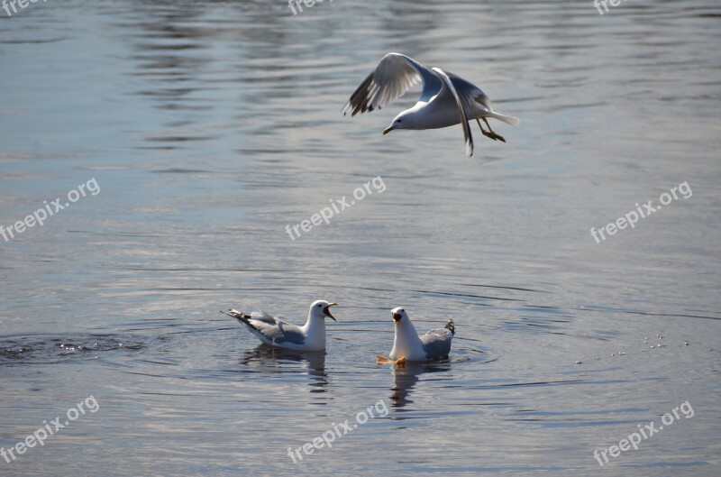 Skellefteå Seagulls Water River Bird