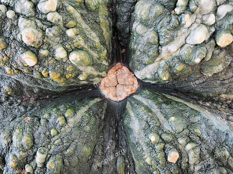 Pumpkin Squash Marina Di Chioggia Ugly Alien