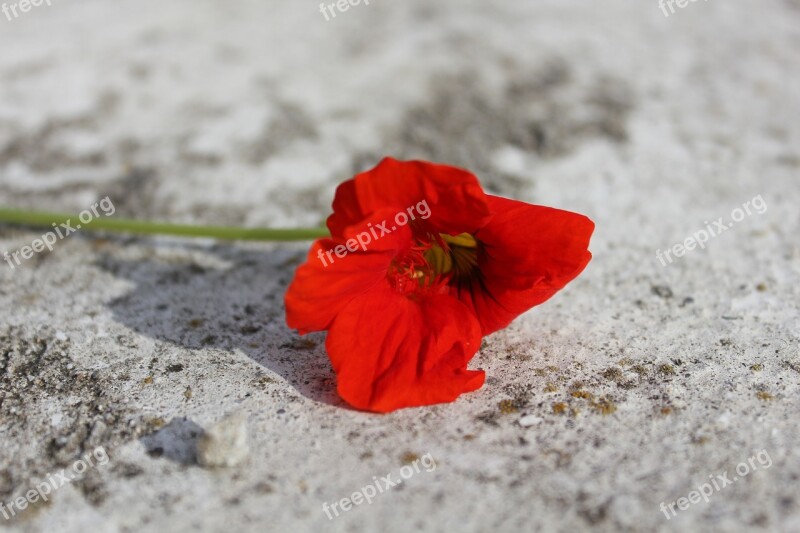 Red Flower Red Flower Macro Garden