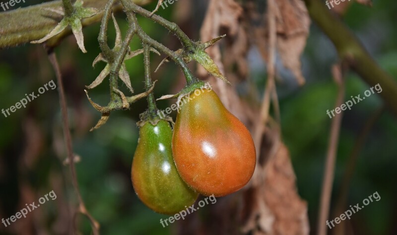 Tomatoes Bushes Garden Foliage Plant