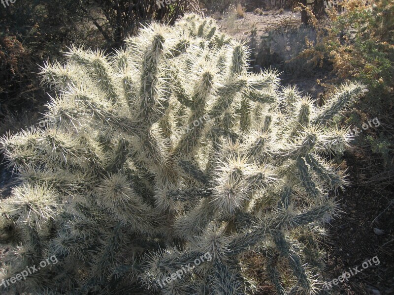 Cactus Dessert Prickly Plant Prickly Plant