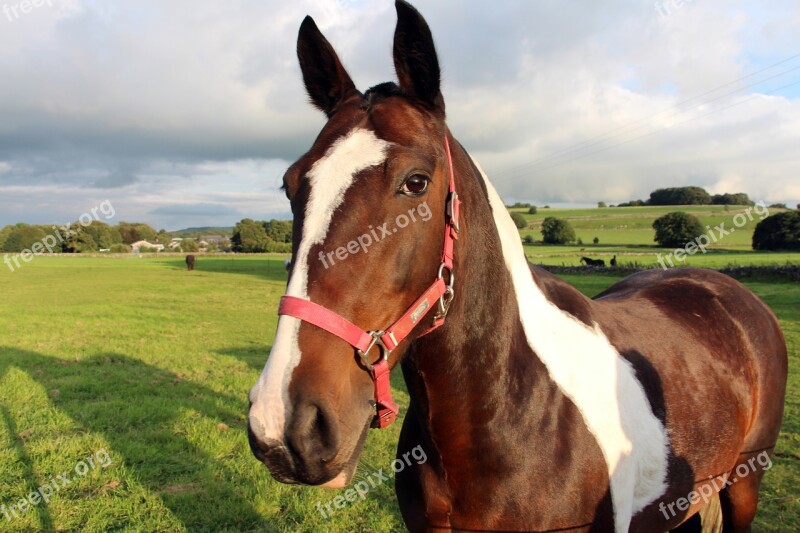 Horse Brown And White Horse Farm Equine Mammal