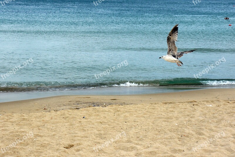 The Seagulls Sea Beach The Coast Landscapes