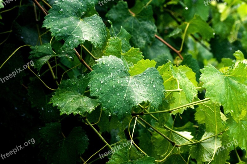 Grape Leaves Leaves Vine Grapevine Green