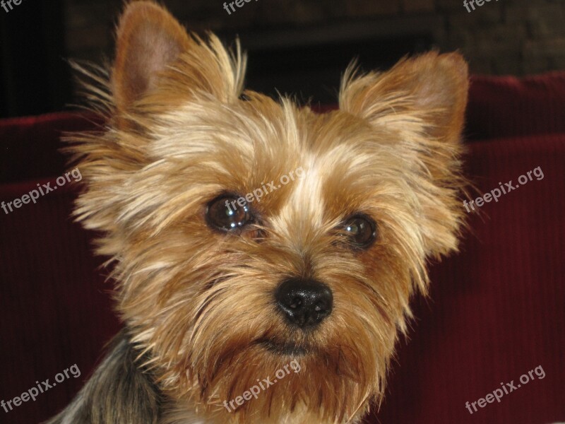 Puppy Terrier Animal Pet Cute