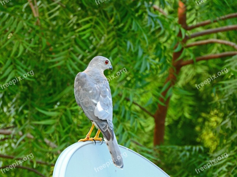 Hawk Wild Predator Hunting Eagle