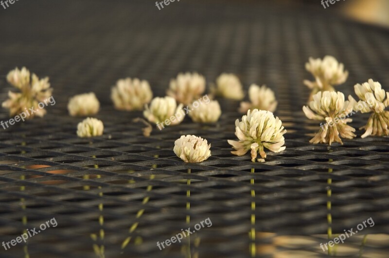 Clover White Plant Summer Free Photos