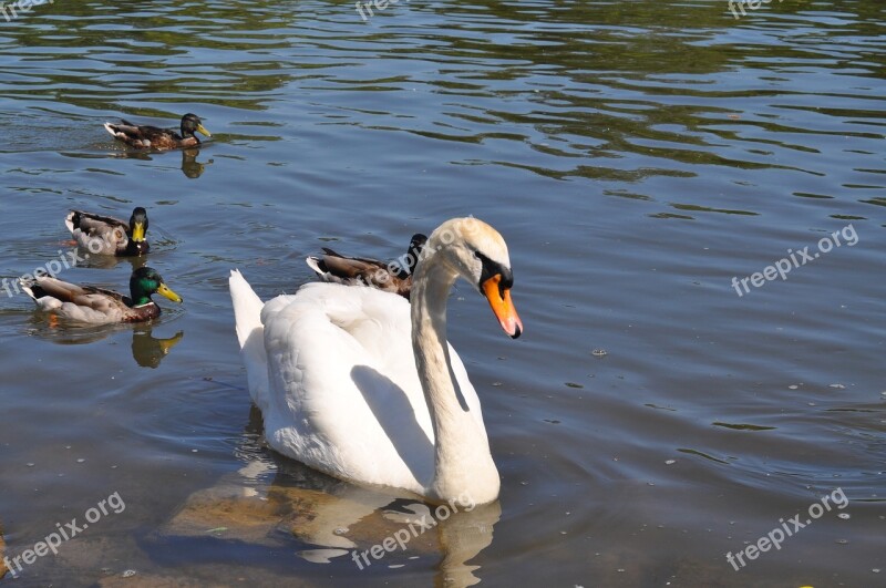 Swan Ducks Water Main Free Photos