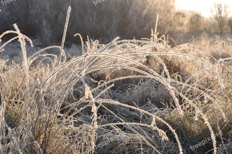 Grasses Ice Winter Nature Frost