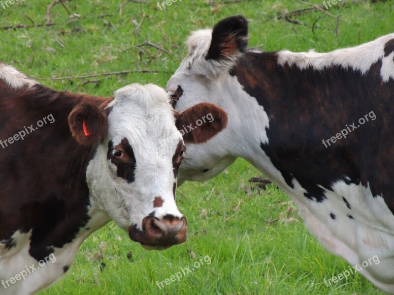 Cows Love And Friendship Animal Husbandry Livestock Campestre