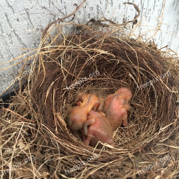 Birth Eggs Puppy Thrush Free Photos