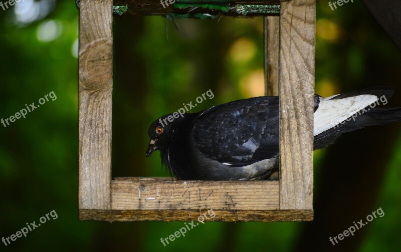 Dove Bird Feathered Race Free Photos