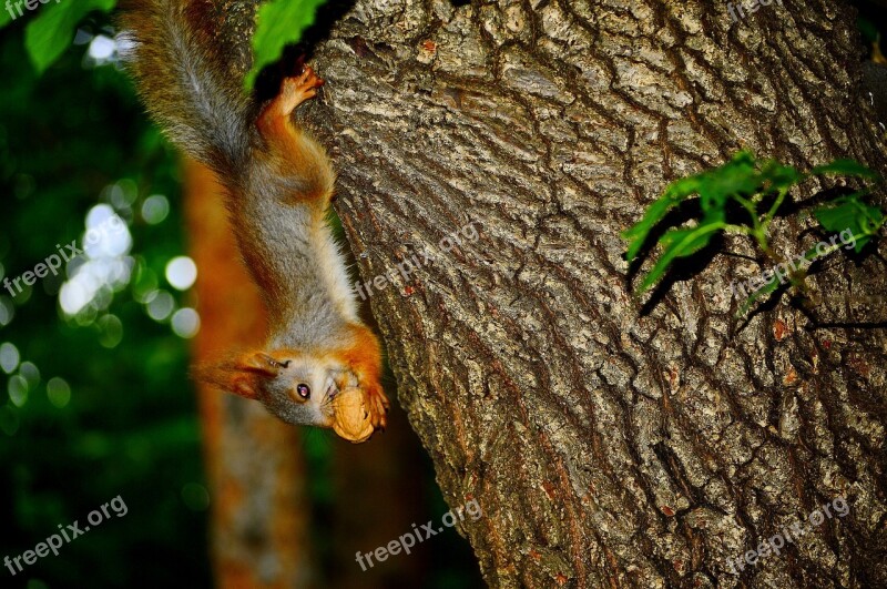 Squirrel Animal Walnut Tree Nature