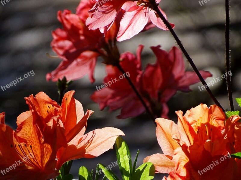 Flowers Azalea Bloom Blossom Blooming