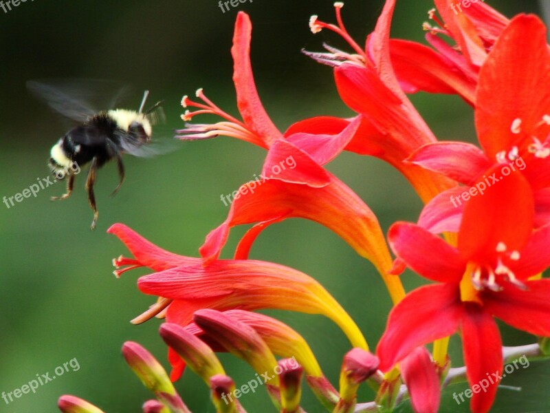 Flowers Crocosmia Lucifer Red Yellow