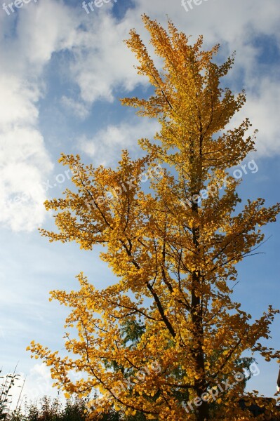 Autumn Trees Ginko Yellow Leaves