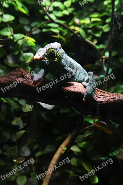 Chameleon Green Leaves Lizard Nature