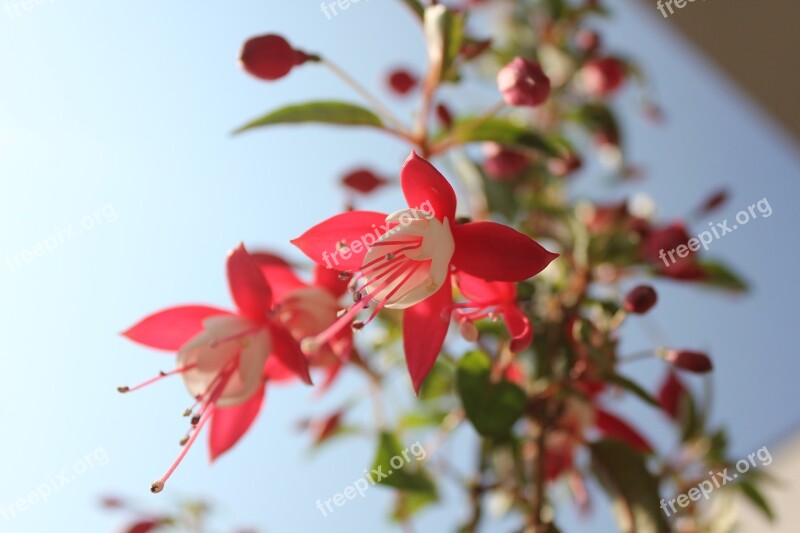 Flower Red Red Flower Macro Flowers