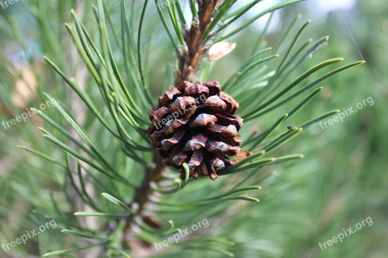 Cone Green Pine Cones Forest