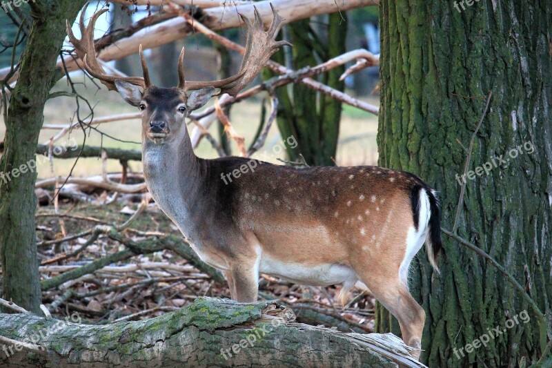 Hirsch Antler Deer Wild Forest