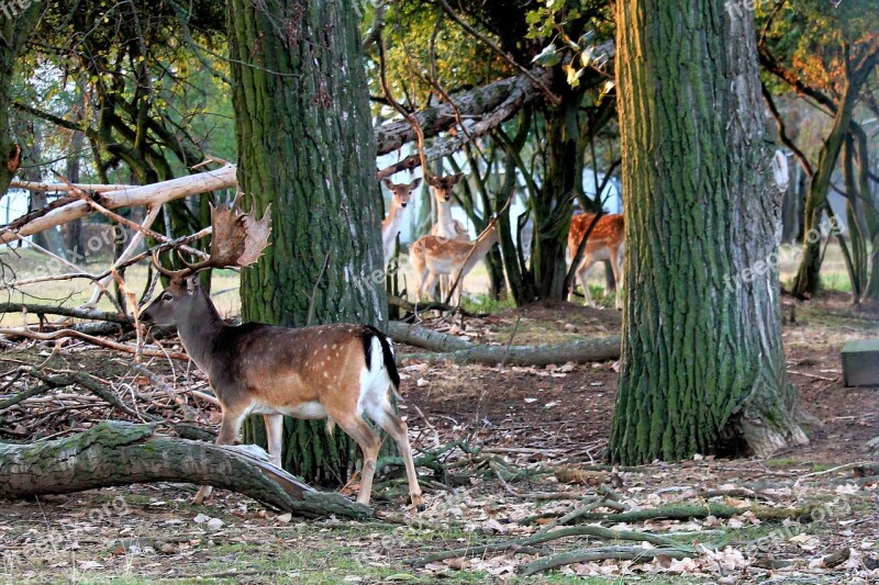 Hirsch Antler Deer Wild Forest