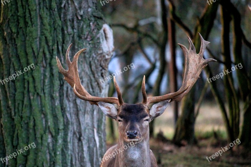 Hirsch Antler Fallow Deer Forest Nature