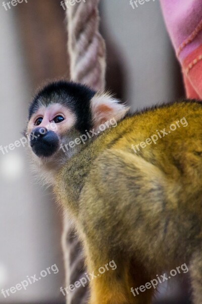 Squirrel Monkey Monkey äffchen Curious Cute