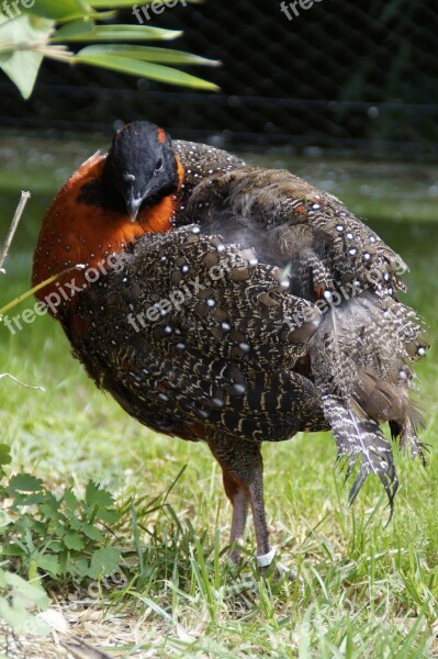 Pheasant Partridge Species Bird Colorful