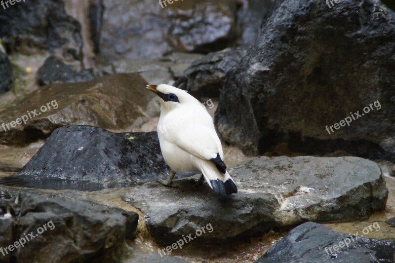 Bali Starling Mynah Bird Exot Exotic