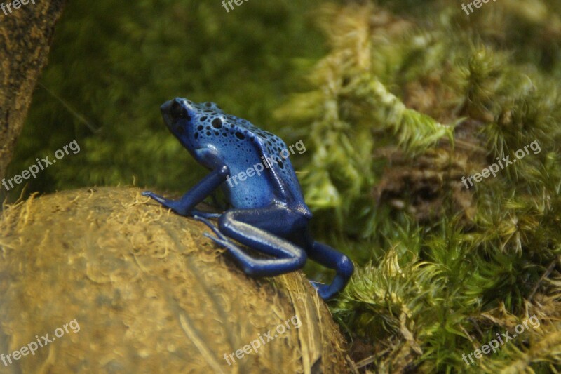 Frog Poison Frog Blue Exotic Amphibian