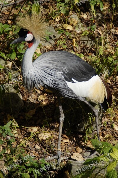 Crane Grey Crowned Crane Bird Spring Crown Headdress